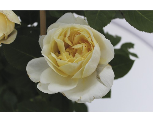 Nahaufnahme einer gelben Rose