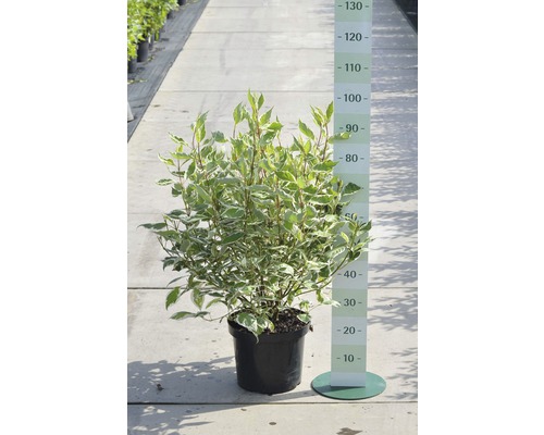 Weissbunter Hartriegel FloraSelf Cornus alba 'Ivory Halo'® H 50-60 cm Co 4 L