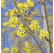 Blühender Kornelkirschbaumzweig im Frühling