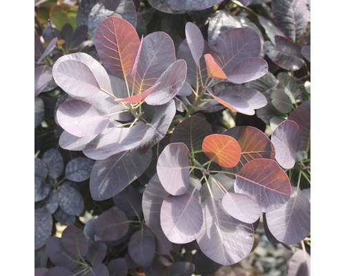 Nahaufnahme eines Perückenstrauchs mit runden Blättern