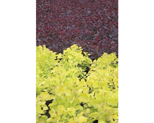 Feld mit Purpur-Perückenstrauch und Gold-Perückenstrauch