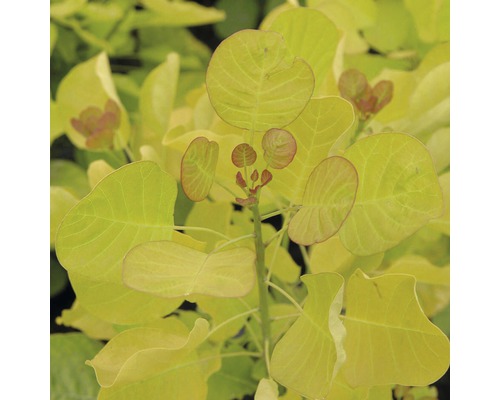 Nahaufnahme einer jungen Pflanze mit runden Blättern