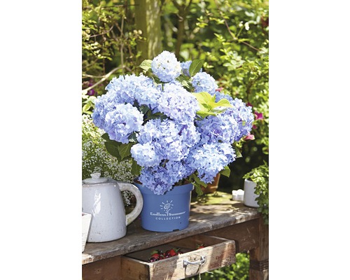 Hortensia bleu de la collection Endless Summer en pot sur une table de jardin