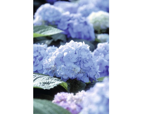 Gros plan de fleurs d''hortensia dans le jardin