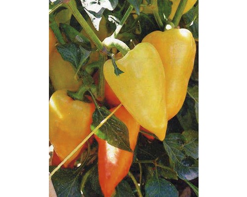 Poivrons pointus jaunes et orange sur le plant