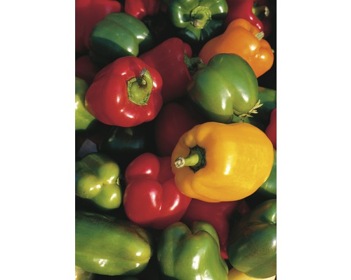 Poivrons multicolores