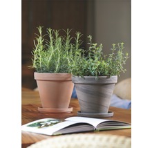 Deux pots d''herbes aromatiques avec soucoupes sur une table, accompagnés d''un livre ouvert.