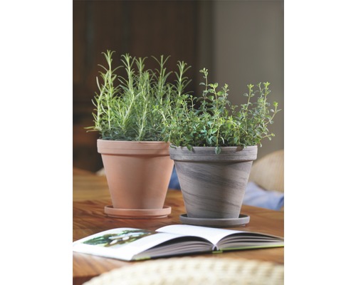 Deux pots d''herbes aromatiques avec soucoupes sur une table, accompagnés d''un livre ouvert.