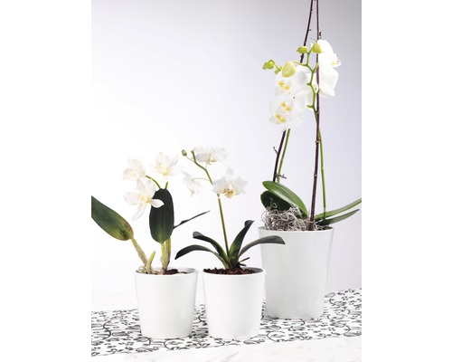 Trois orchidées blanches dans des pots blancs sur un fond à motifs.