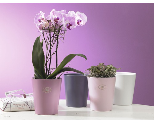 Plusieurs pots de fleurs avec des plantes et un livre sur une table.