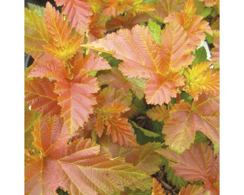 Physocarpe FloraSelf Physocarpus opulifolius 'Amber Jubilee' H 50-60 cm Co 4 L