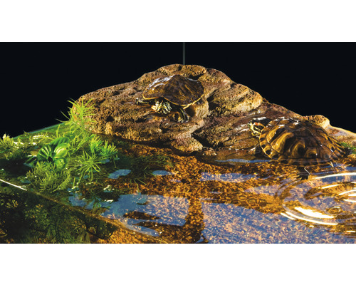 Deux tortues d''eau sur un îlot rocheux avec des plantes aquatiques