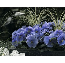 Nahaufnahme von blauen Stiefmütterchen und Ziergräsern in einem Pflanzgefäß.