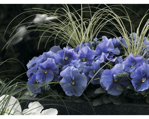 Nahaufnahme von blauen Stiefmütterchen und Ziergräsern in einem Pflanzgefäß.