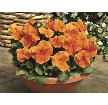 Pensées orange dans un pot