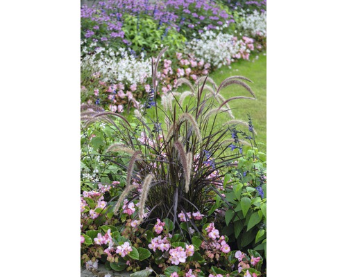 Herbe aux écouvillons rouge FloraSelf Pennisetum advena 'Summer Samba' h 20-40 cm Co 3 l