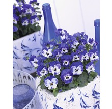 Pensées bleu et blanc dans un pot de fleurs décoré