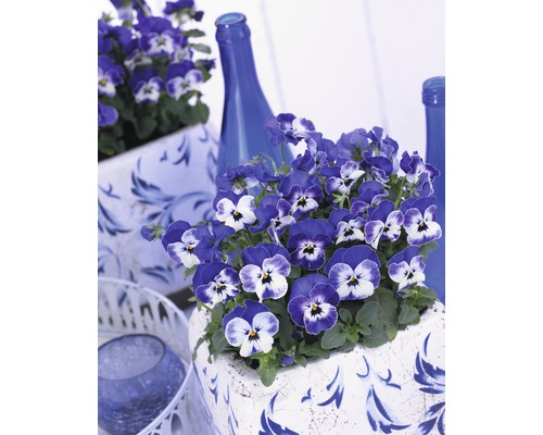 Blau-weisse Stiefmütterchen in einem verzierten Blumentopf