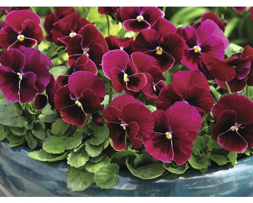 Violette cornue 'Viola cornuta' rose pot de 9 cm