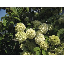 Japanischer Schneeball FloraSelf 60-70 cm diverse Sorten