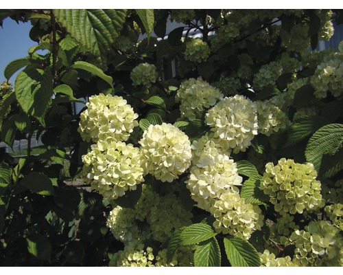 Blühender Schneeballstrauch im Garten