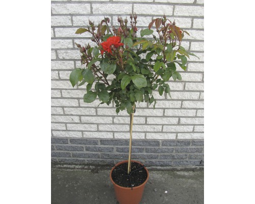 Rosenbaum im Topf mit Blüten und Knospen