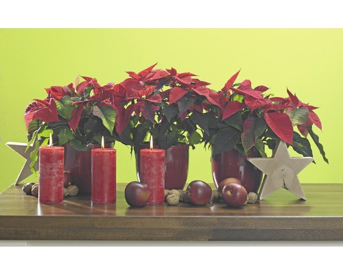 Décoration de Noël avec des poinsettias, des bougies, des pommes, des noix et des étoiles sur une table en bois.