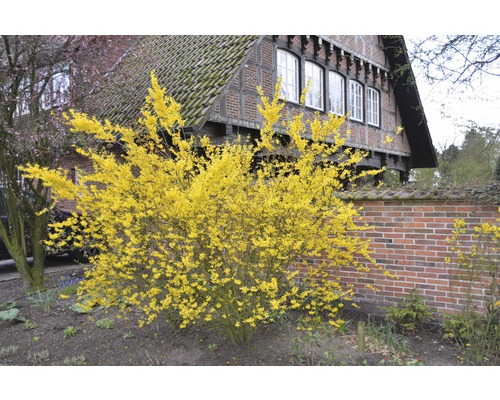Arbuste forsythia avec des fleurs jaunes dans le jardin de devant