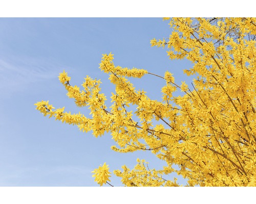 Forsythia avec des fleurs jaunes sur un ciel bleu
