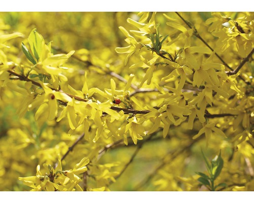 Forsythia en fleurs avec coccinelle