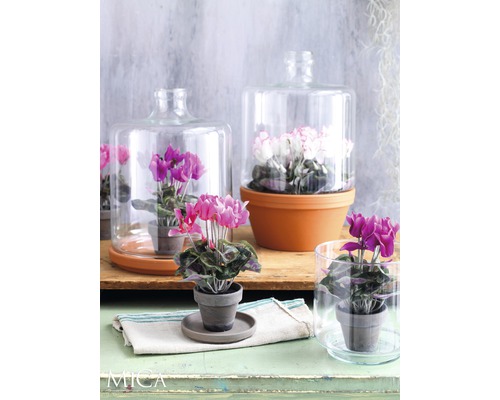 Différentes plantes cyclamens en pots de terre cuite sous cloches en verre