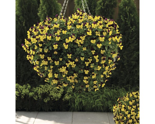 Suspension florale avec pensées jaune violet