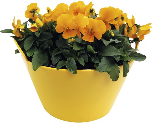 Pensées cornues jaunes dans un pot de fleurs