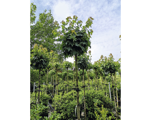 Érable globulaire 'Acer platanoides Globosum' Co 45 l tronc haut