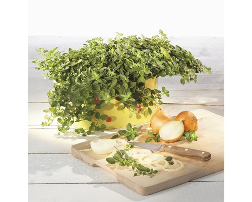 Origan dans un pot et oignons coupés sur une planche à découper