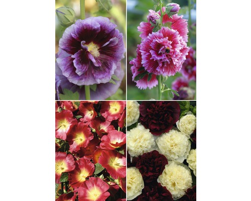 Gros plan de roses trémières multicolores