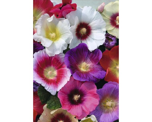 Gros plan de fleurs de roses trémières colorées