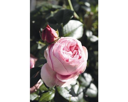 Nahaufnahme einer geöffneten Rose mit Knospe im Garten.