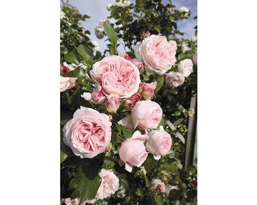 Kletterrose FloraSelf® Rosa 'Giardina®' 20-70 cm