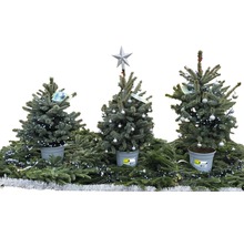 Trois sapins de Noël décorés en pot, ornés de lumières et de boules de Noël