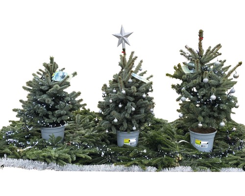 Trois sapins de Noël décorés en pot, ornés de lumières et de boules de Noël