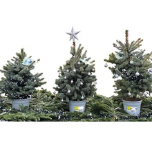 Trois petits sapins de Noël en pot avec décoration sur branches de sapin