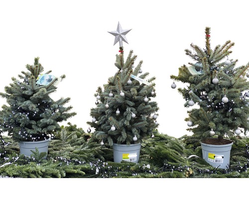 Trois petits sapins de Noël en pot avec décoration sur branches de sapin