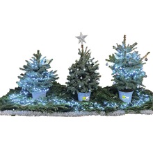 Scène de Noël décorative avec trois petits sapins, décorés de lumières et de boules.
