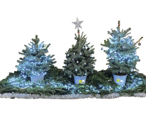 Scène de Noël décorative avec trois petits sapins, décorés de lumières et de boules.