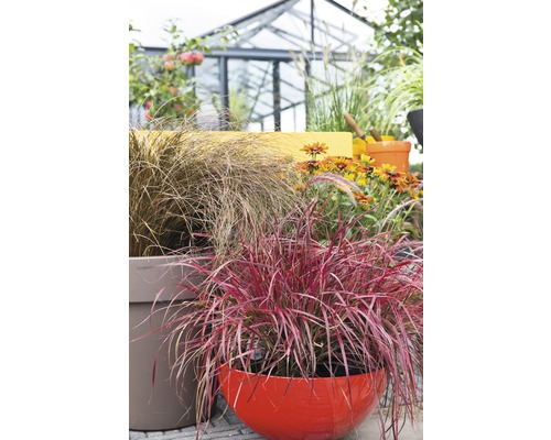 Dekorative Gräser und Blumen in Pflanzgefäßen im Garten.