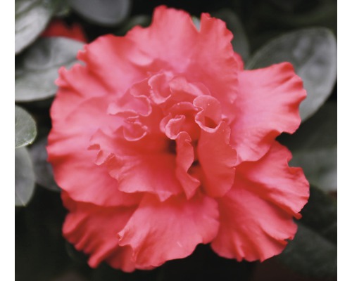 Nahaufnahme einer Azaleenblüte