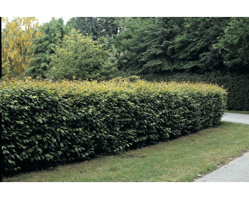 Hainbuche, Weissbuche 2 Meter Hecke FloraSelf Carpinus betulus H 40-60 cm im ClickCo 10 Stk. für 2 Lfm Hecke