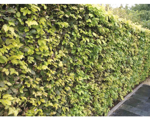 10 x Rotbuche FloraSelf Fagus sylvatica H 40-60 cm Bund ClickCo für 2 Lfm Hecke Hecke mit grünen Blättern im Garten