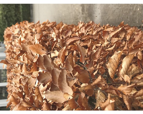 Nahaufnahme einer Hecke mit braunen Blättern